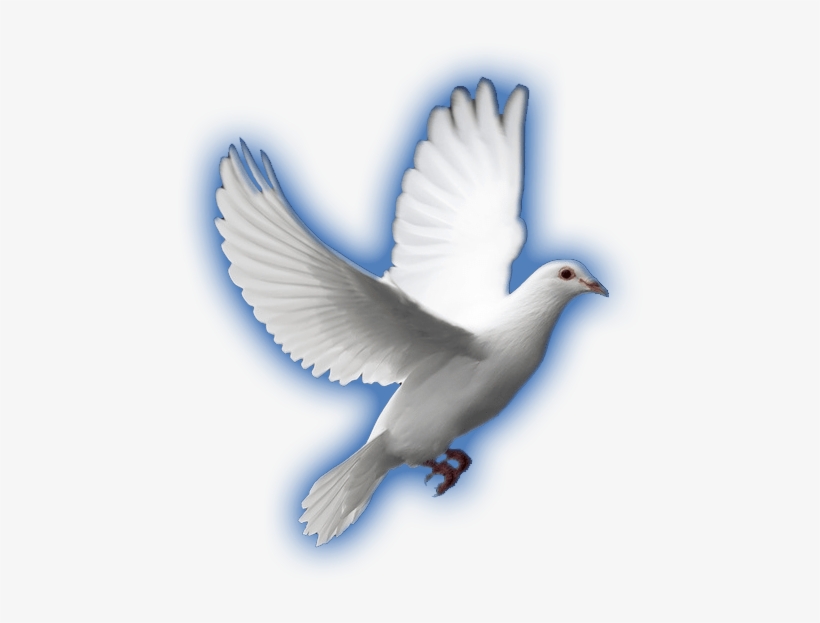 White Dove, transparent png