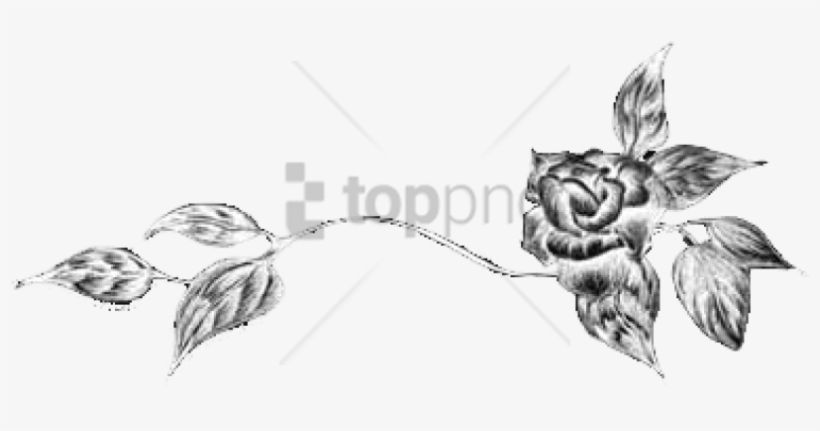 Free Png Black Flower Divider Png Image With Transparent - Sketch, transparent png