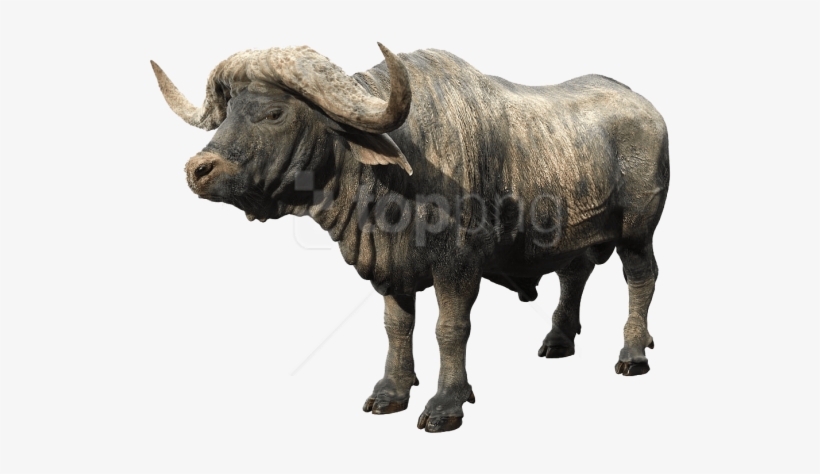 Free Png Download African Buffalo Png Images Background - African Buffalo Png, transparent png
