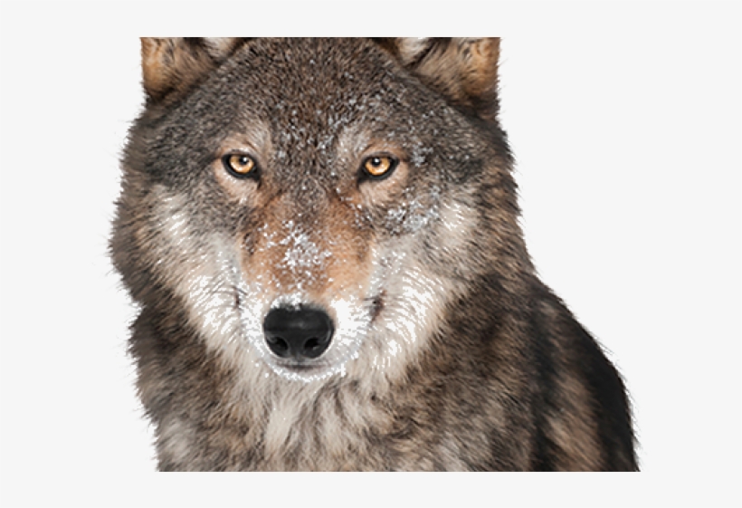 Gray Wolf Clipart Transparent Background - Album Los Temerarios, transparent png