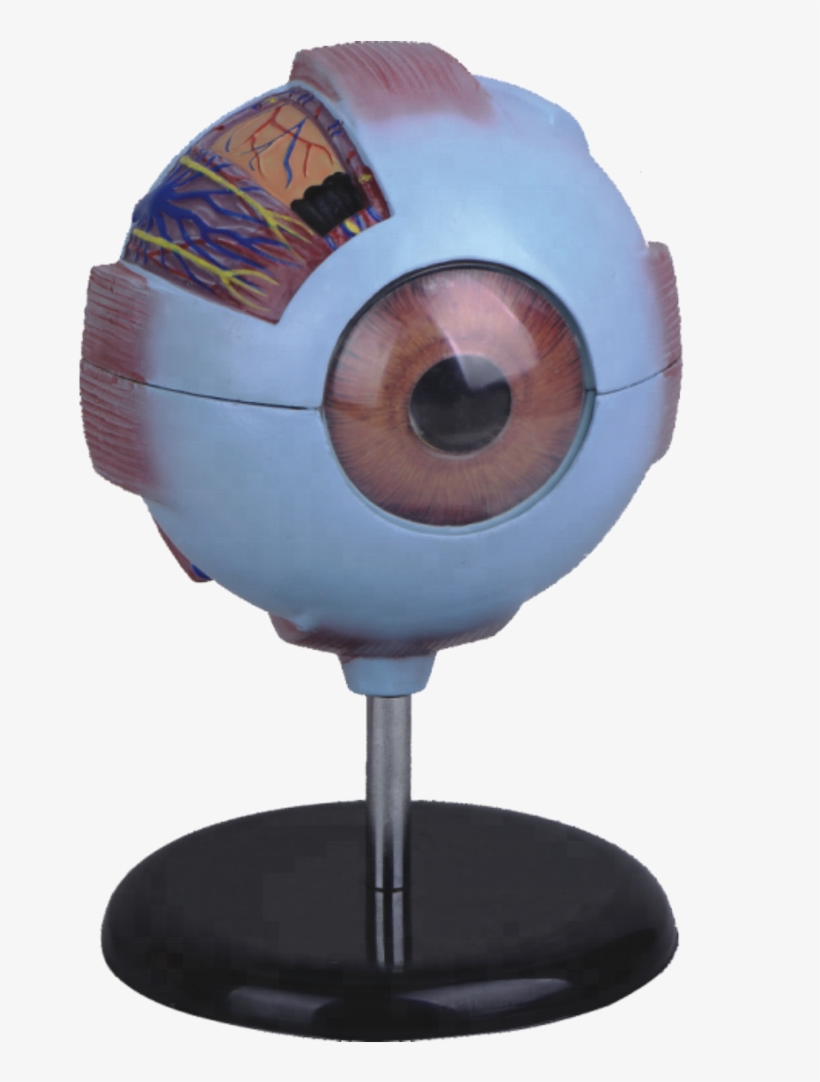 6 Times Enlarged ,plastic Human Eye Anatomy Model - Figurine, transparent png
