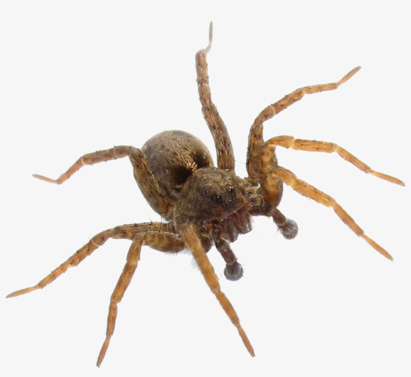 Wolf Spider House Spider, transparent png