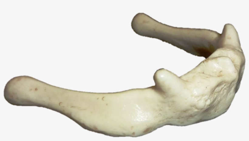 1069 X 626 1 - Bone, transparent png