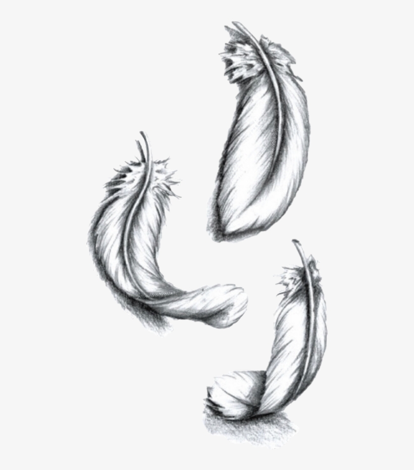 Desenho De Pena Para Tatuagem, transparent png