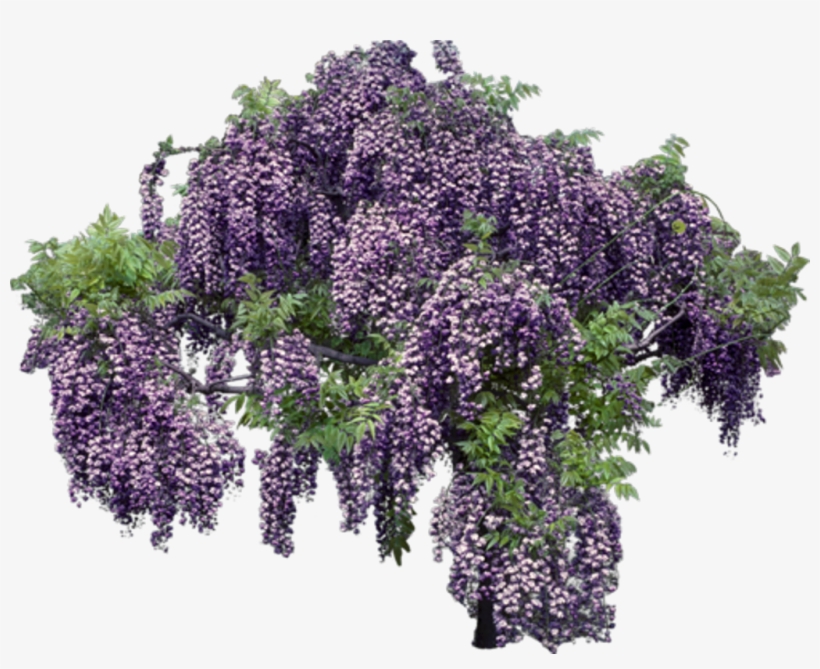 Lavender Transparent Background - Wisteria Transparent Background, transparent png