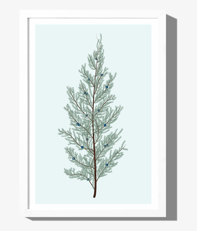 Juniper Art Print Roo Kee Roo - Christmas Tree, transparent png