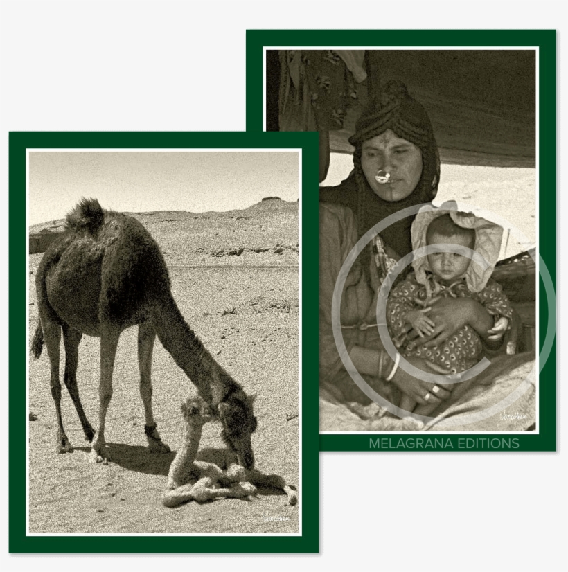 Egyptian Mother Child Camels Notecards - Arabian Camel, transparent png