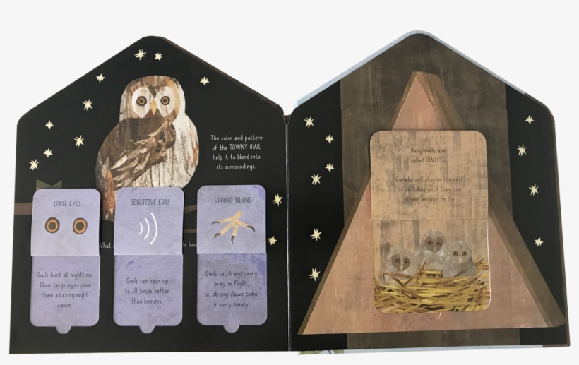 Discover How They Can Provide Much-needed Shelter, - Plywood, transparent png
