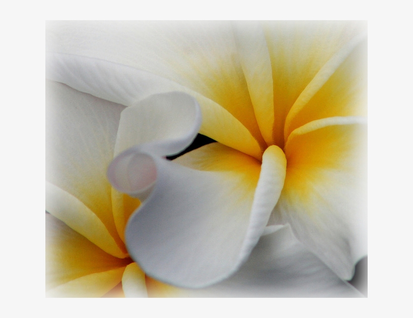 Pause - Giant White Arum Lily, transparent png