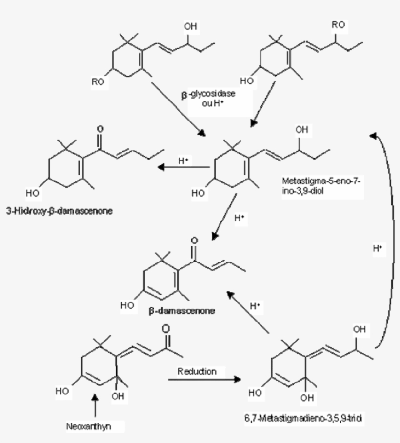 15 Pathways Of Β Damascenone In Grapes And Wine - Diagram, transparent png