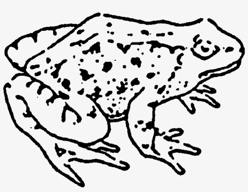 Zoom Frog Rubber Stamp - Colorado River Toad, transparent png