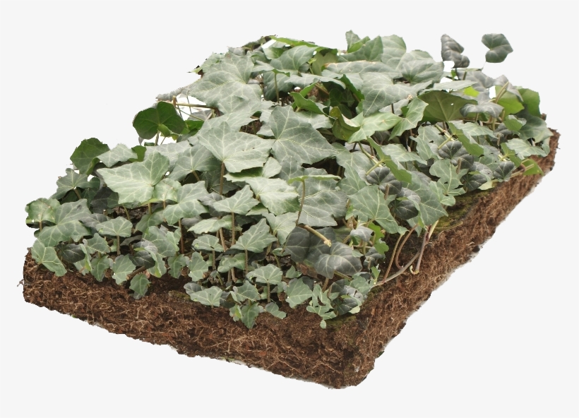 Covergreen Hedera - Common Ivy, transparent png