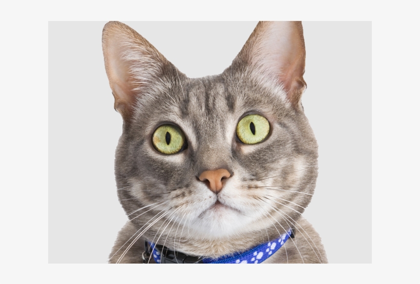 A Holiday Home For Cats - Tabby Cat, transparent png