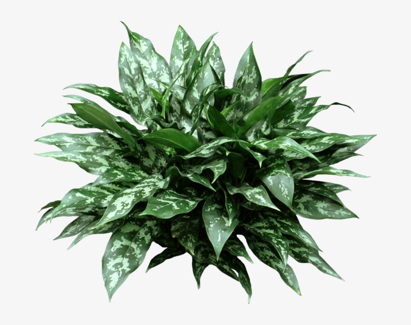 Maria Plant - Houseplant, transparent png