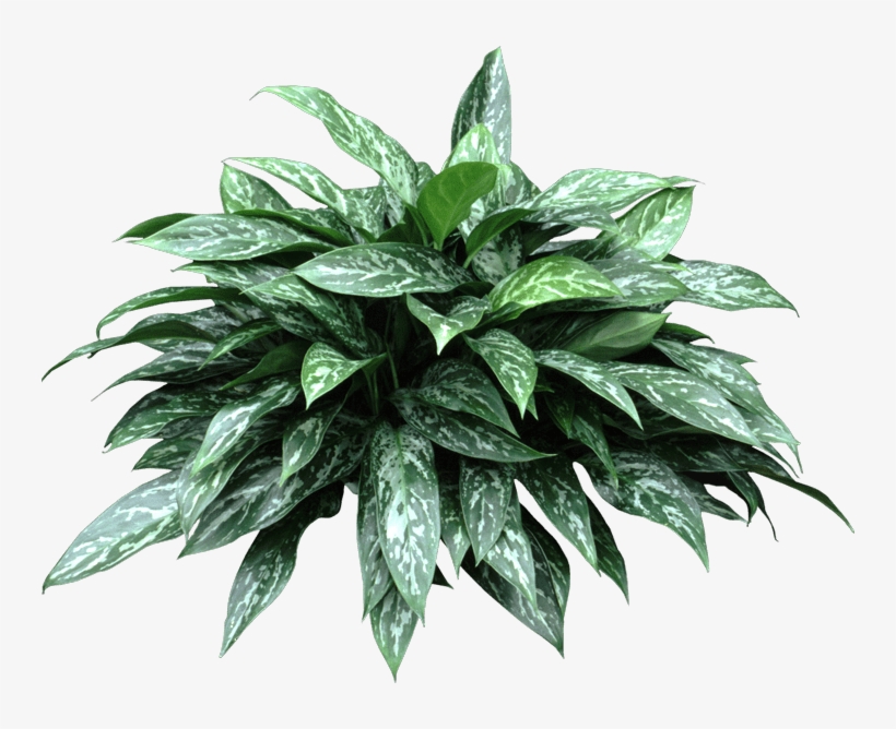 Green Lady Plant - Houseplant, transparent png