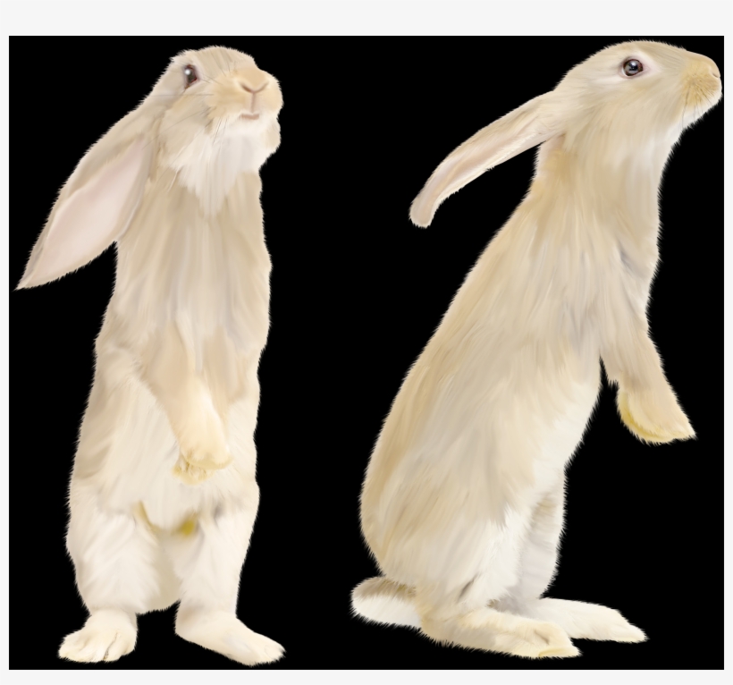 Domestic Rabbit, transparent png