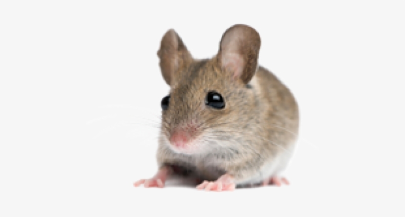 Rat Mouse Png Free Download - Mouse Stock, transparent png