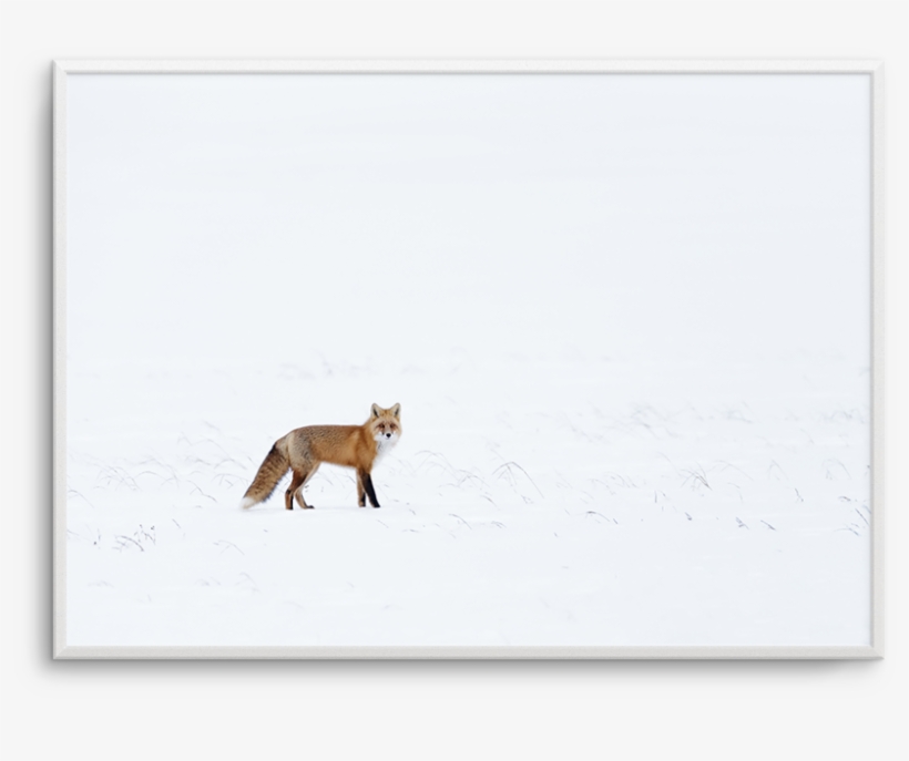 Arctic Fox - Red Fox, transparent png