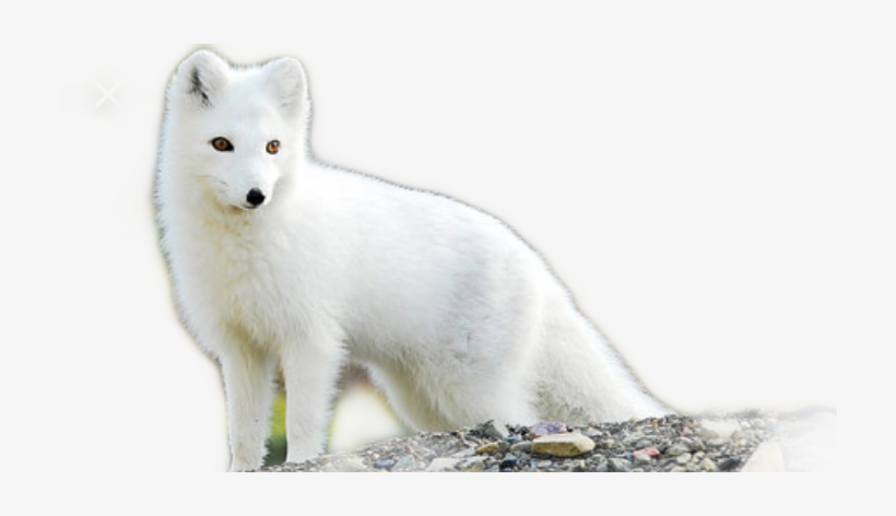 Arctic Fox, transparent png