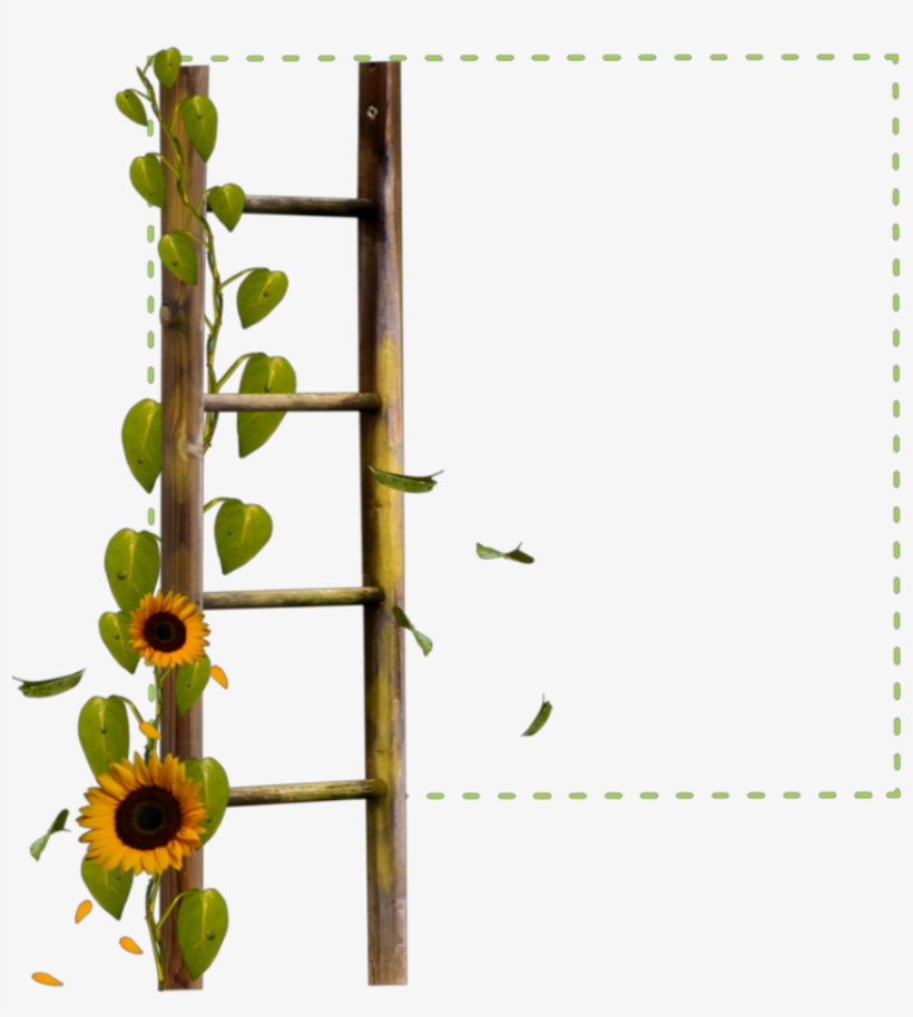 #square #green #frame #ladder #sunflower #flowers #borders - Ladder, transparent png