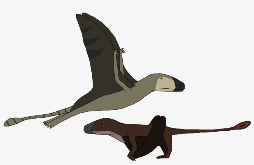 1024 X 617 6 - Duck, transparent png