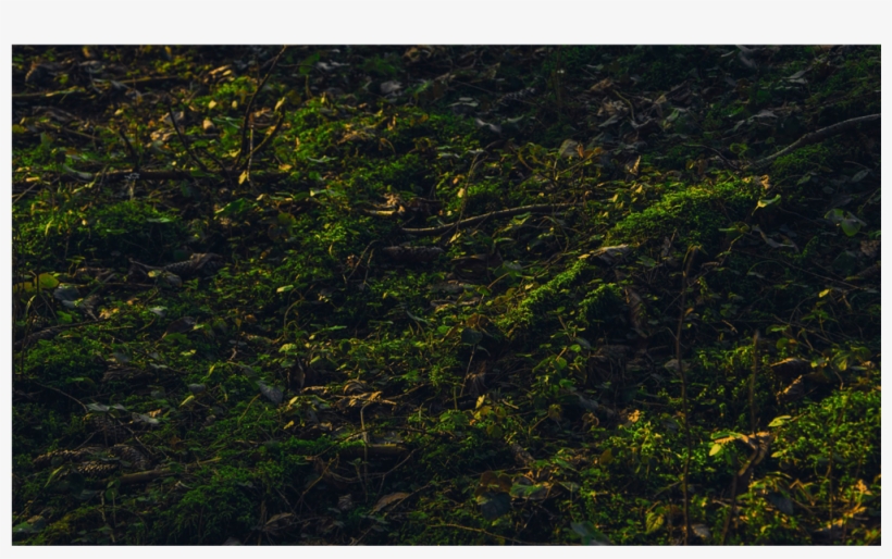 Score 50% - Grass, transparent png