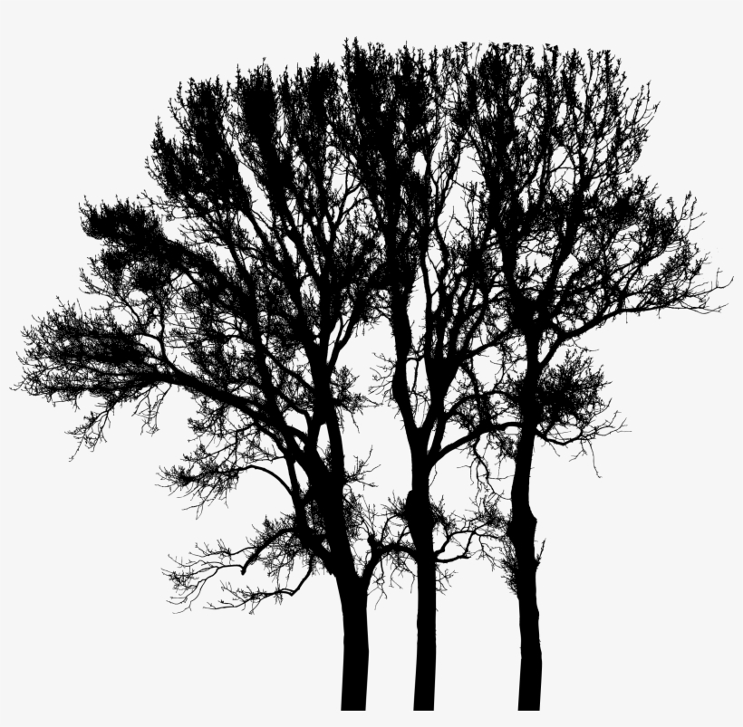 Big Image - Oak, transparent png