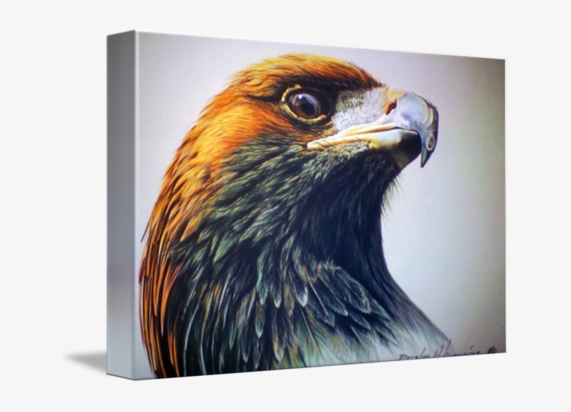 Golden Eagle Pictures - Red-tailed Hawk, transparent png
