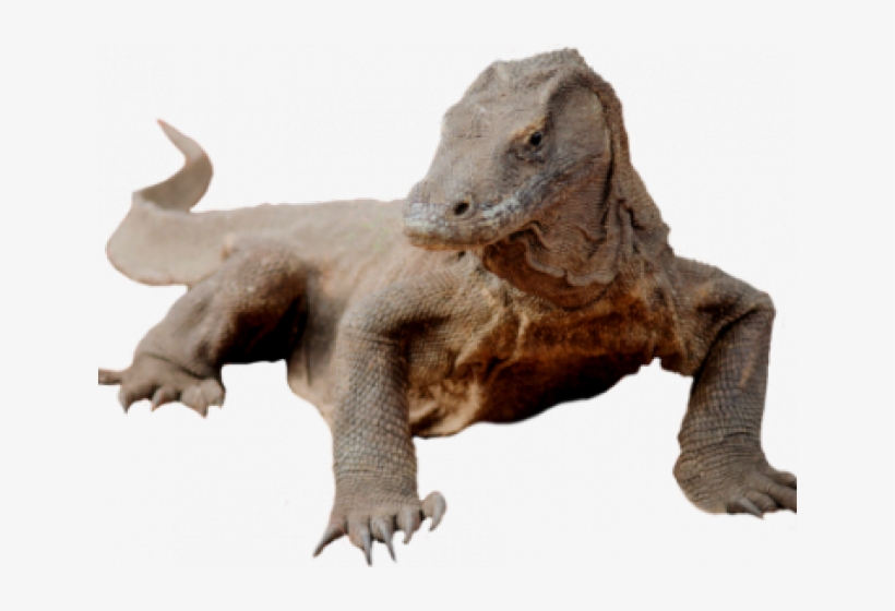 Komodo Dragon Clipart Transparent - Komodo Dragon White Background, transparent png