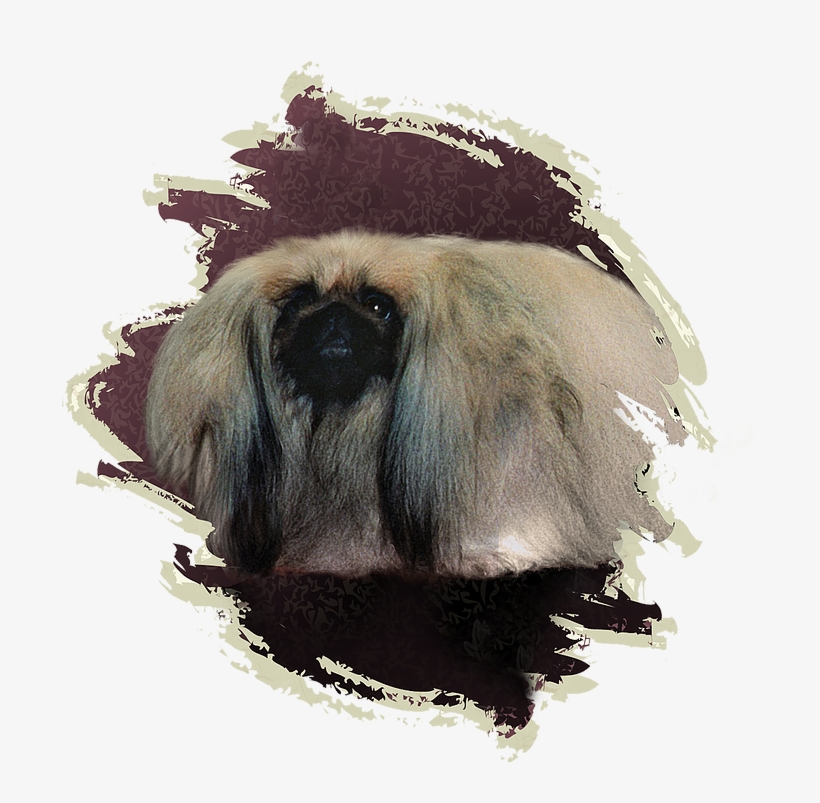 One Of The High Points Of The Kennel Was In February - Langur, transparent png