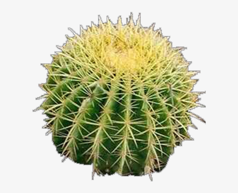 Product Item - Hedgehog Cactus, transparent png