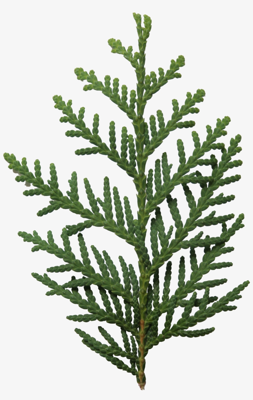 2d Leaves, transparent png