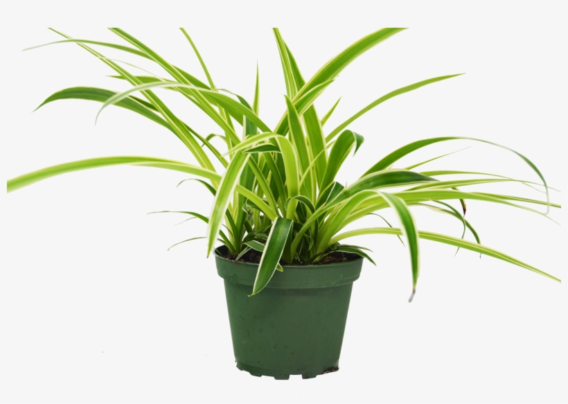 Spider Plant 'reverse' - Houseplant, transparent png