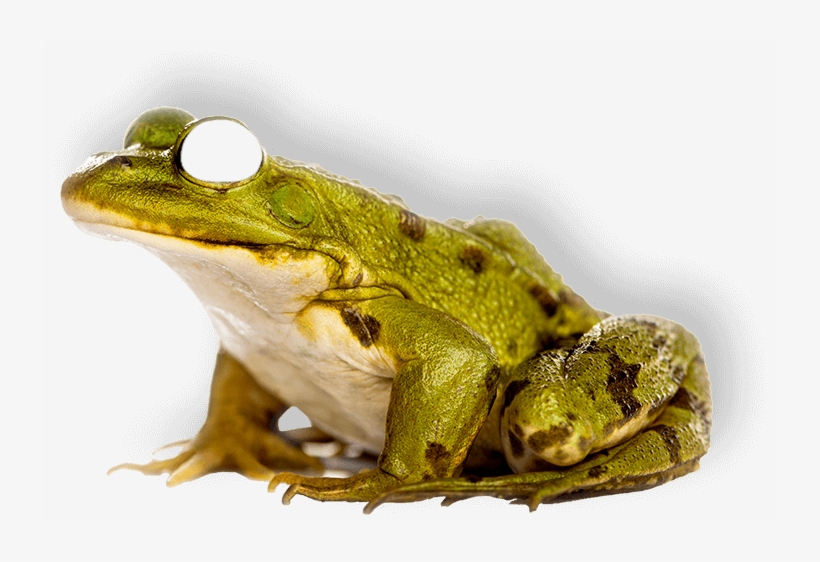 Frog - Characteristics Of Amphibians Animals, transparent png