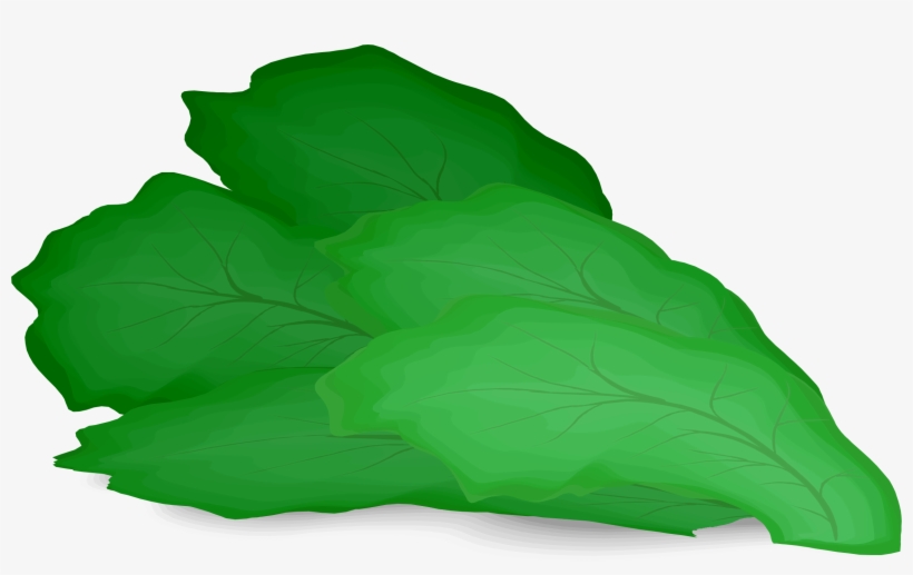 Graphic Library Download Romaine Hamburger Salad Vegetable - Lettuce Clipart, transparent png