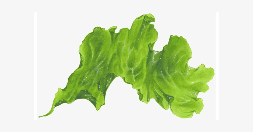 Sea-lettuce - Seaweed Transparent, transparent png