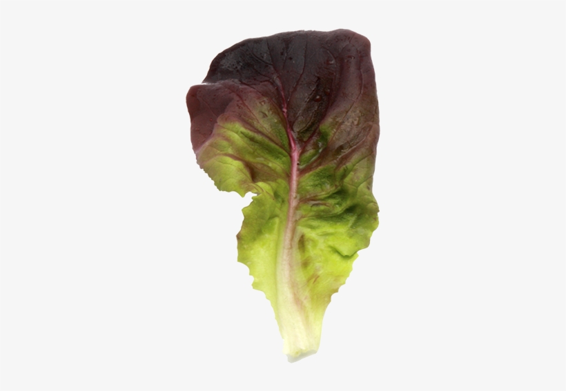 Salanova® Butterhead Red - Cruciferous Vegetables, transparent png