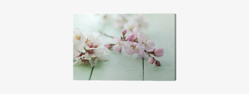 Cherry Blossom Color Palette, transparent png