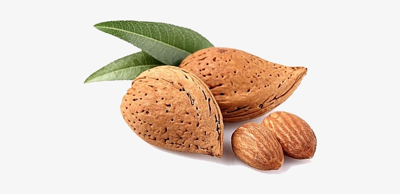 Almond Png - Almond In Png, transparent png