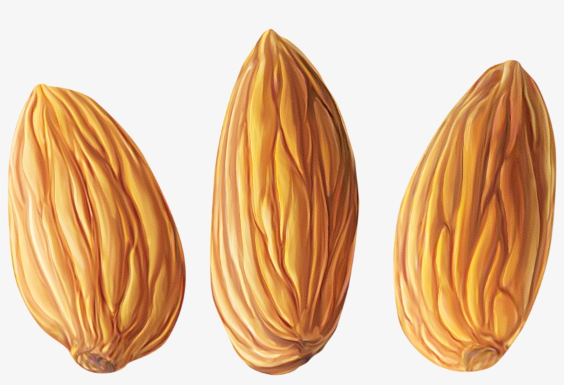 Almond Png - Almond Clipart, transparent png
