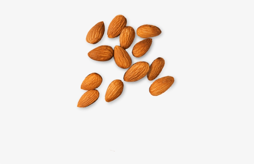 Almond - Almond Top Png, transparent png