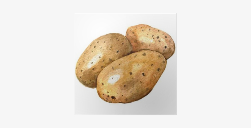 Pommes De Terre En Aquarelle, transparent png