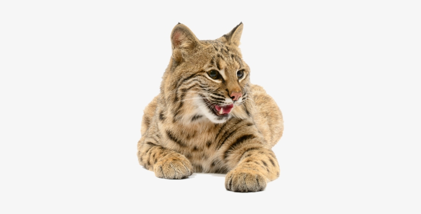 Bobcat-connector - Dog, transparent png