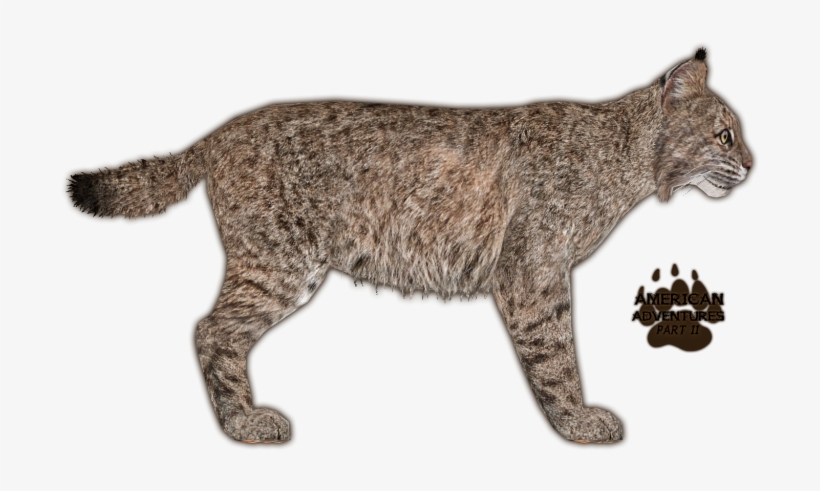 Bobcat Jimmyhoopz - Zoo Tycoon 2, transparent png