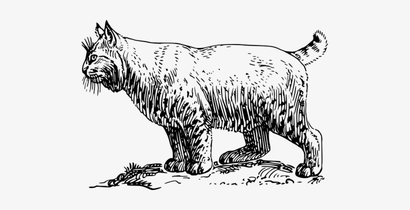 Cat Pet Animal Bobcat Feline Fur Breed Fur - Bobcat Clip Art Black And White, transparent png