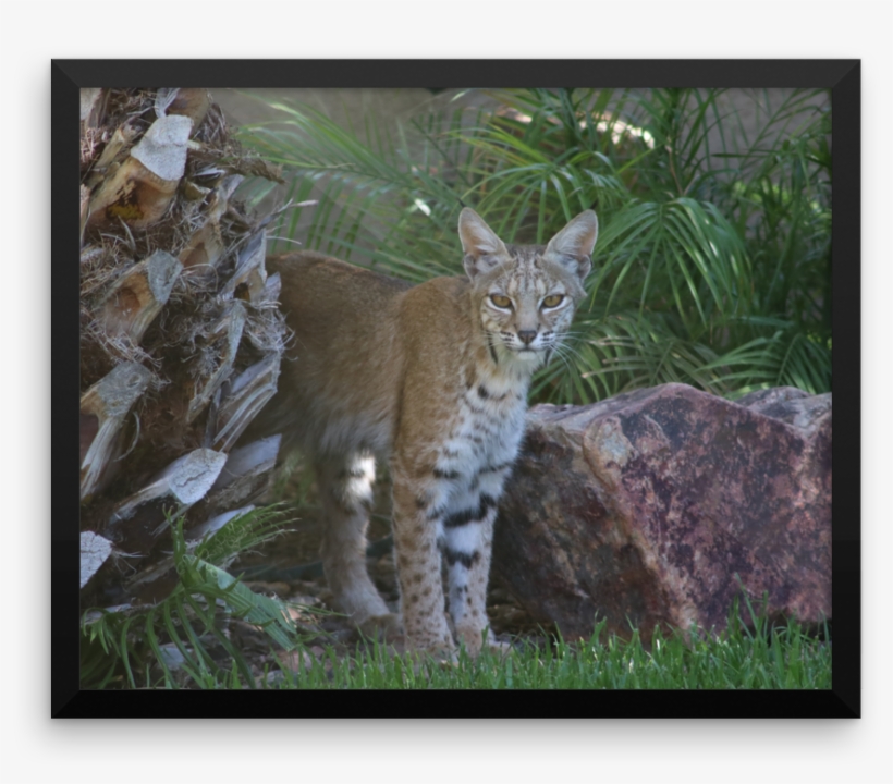 Image Of Bobcat 1 Framed - Tabby Cat, transparent png