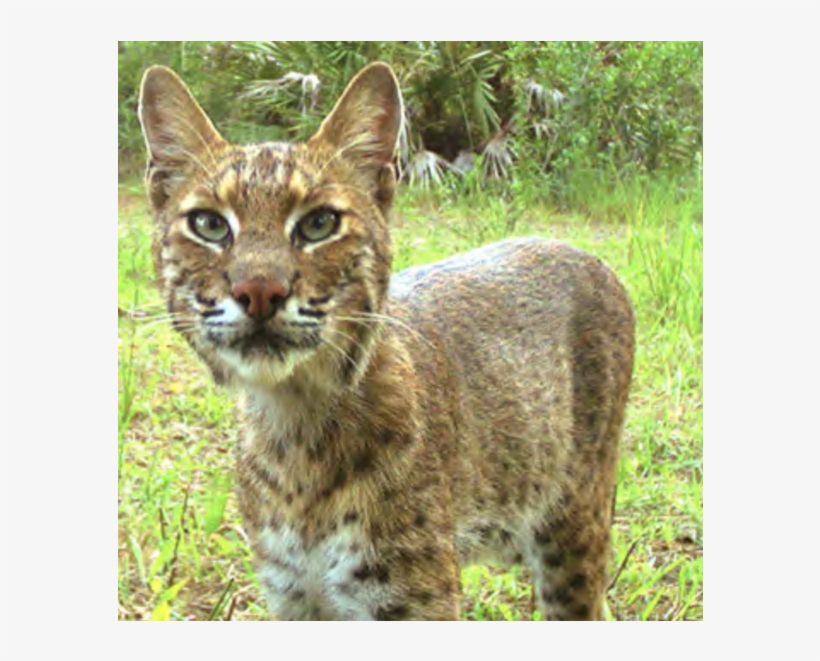 Flagler Beach Residents Organize To Determine Bobcat - Florida, transparent png