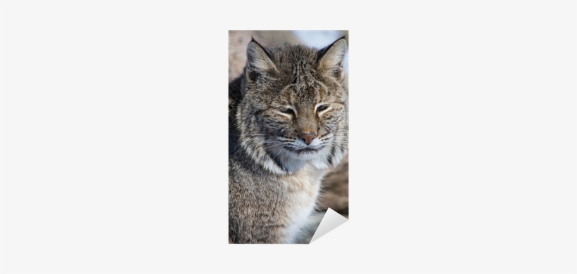 Lynxes, transparent png