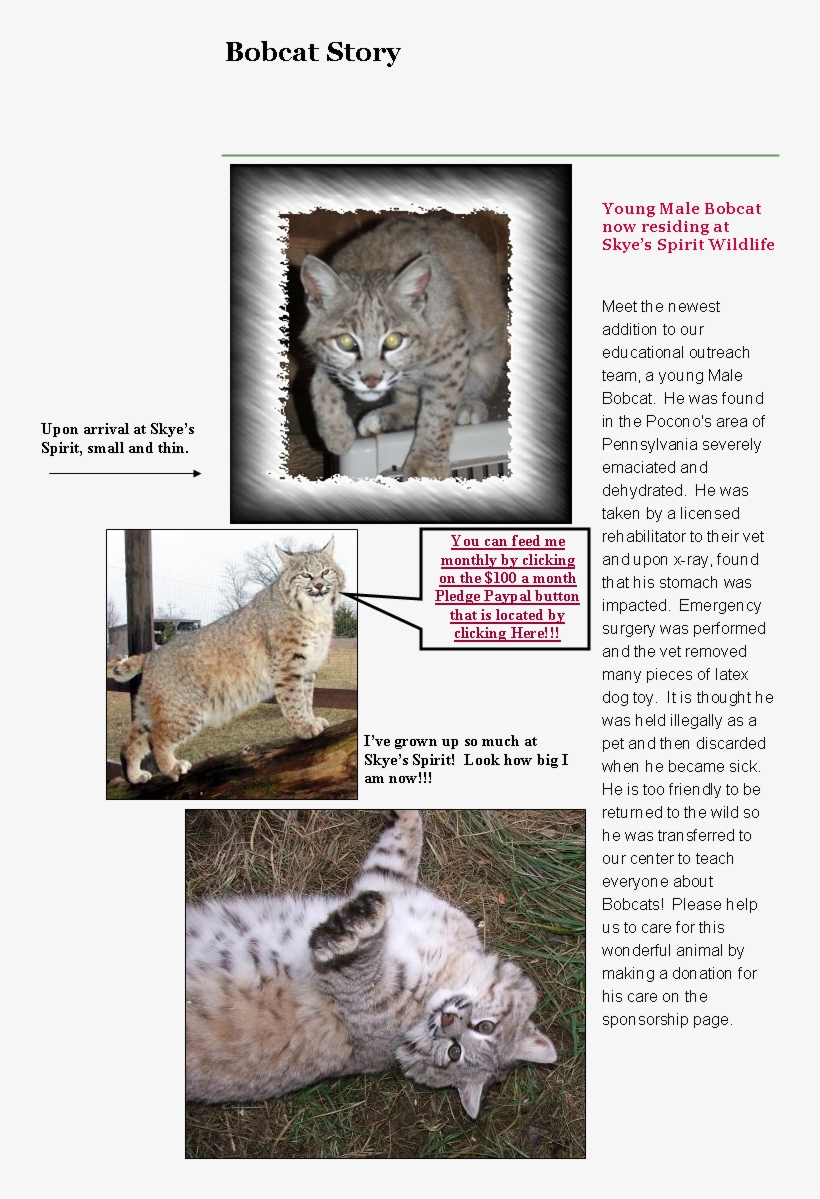 Where Wildlife Gets A Second Chance - Wild Cat, transparent png