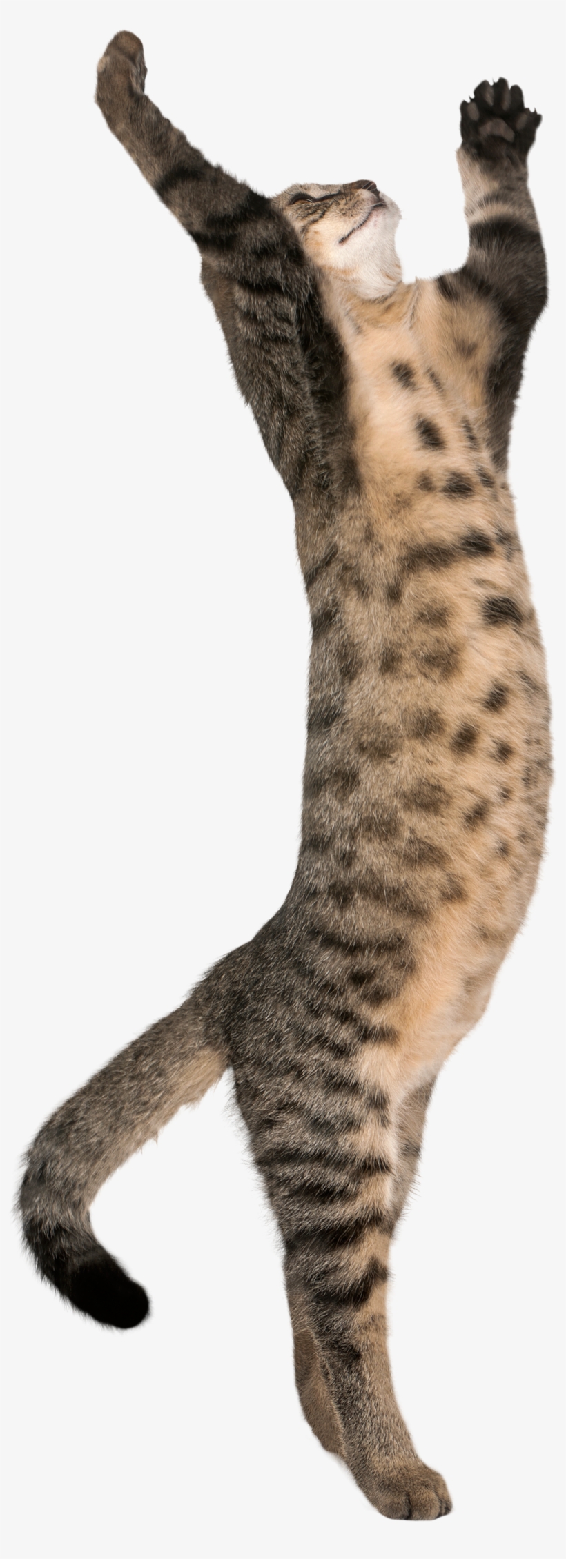 Cat With Legs Transparent, transparent png